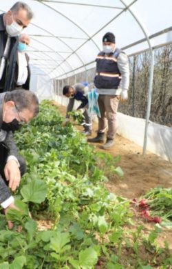 Belediyenin kurduğu seralarda yetişen sebzeler ihtiyaç sahiplerine ulaştırılıyor