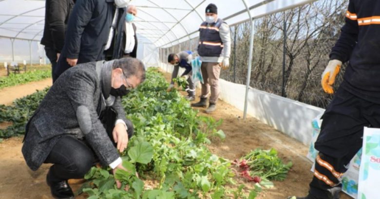  Belediyenin kurduğu seralarda yetişen sebzeler ihtiyaç sahiplerine ulaştırılıyor