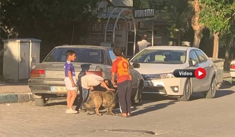 Şanlıurfa’da Çocuklar Sokak Köpekleriyle Tehlikeli Oyunlar Oynadı