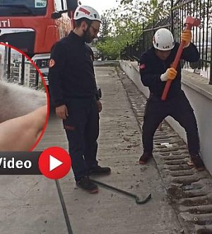 Karaköprü’de İtfaiye Ekipleri Mazgala Düşen Yavru Kediyi Kurtardı