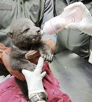 Orman İşçileri Tarafından Yavru Boz Ayı Bitkin Halde Bulundu