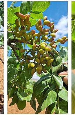Şanlıurfa’da Fıstık ve Zeytin Bahçelerinde Başarılı Müdahale