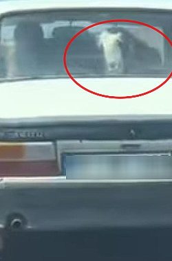 Şanlıurfa’da Toros ile Hayvan Taşıyan Vatandaş Sosyal Medyada Gündem Oldu