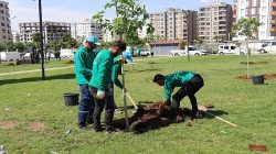 Haliliye’de Yeşil Alan Çalışmaları Devam Ediyor