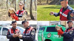 Jandarma Yaralı Kanatlı Dostları Unutmadı