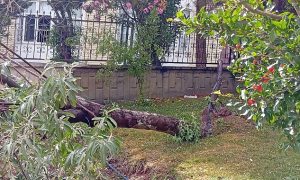 Şanlıurfa’da Fırtına Ağaç Devirdi