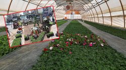 Seralarda Yetiştirilen 500 Bin Çiçek, Şanlıurfa’yı Güzelleştirecek