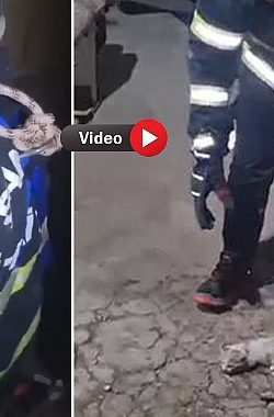 Urfa’da Havalandırma Boşluğuna Düşen Yavru Kediler Kurtarıldı