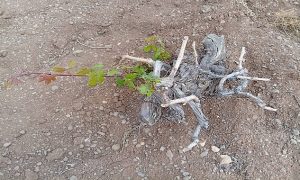 Urfa’da Kuraklık Alarm Veriyor: Fıstıkta Rekolte Düştü, Üzümde Yaprak Yok