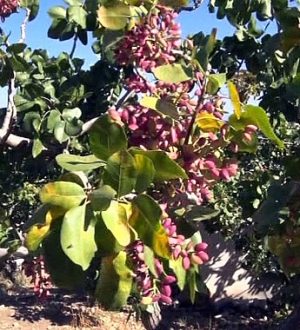 Urfa’daki Fıstık Üretim Sorunları Meclis Gündeminde
