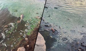 Viranşehir’deki Gölette Toplu Balık Ölümleri: Vatandaşlar İnceleme Talep Ediyor