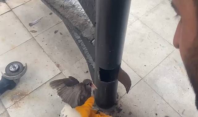  Yangın Merdiveninde Sıkışan Kırlangıç, İtfaiye Tarafından Kurtarıldı