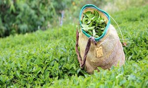 Yaş Çay Alım Fiyatı Kilogram Başına 25,44 Lira Olarak Belirlendi