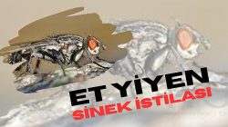 Et Yiyen Sinek Alarmı: “Yeni Dünya Vida Kurdu” Geri Döndü