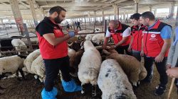 Şanlıurfa’da Hayvan Sağlığı İçin Denetimler Sürüyor