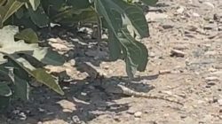 Urfa’da Nadir Görülen Dev Çöl Varanı Görüntülendi