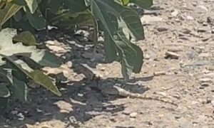 Urfa’da Nadir Görülen Dev Çöl Varanı Görüntülendi