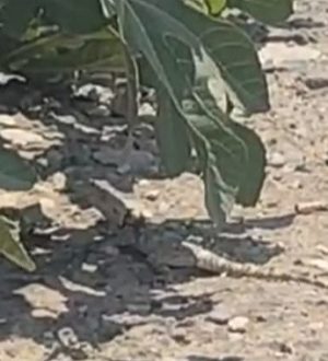 Urfa’da Nadir Görülen Dev Çöl Varanı Görüntülendi