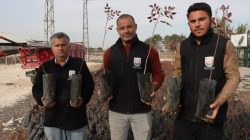 Şanlıurfa’da Çiftçilere 35 Bin Fıstık Fidanı Desteği