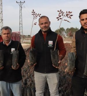 Şanlıurfa’da Çiftçilere 35 Bin Fıstık Fidanı Desteği