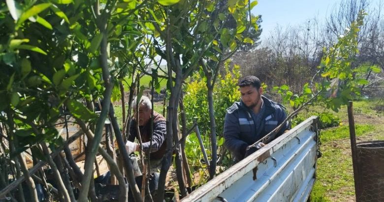  Ceylanpınar’da Yeşil Seferberlik: 6 Bin Meyve Fidanı Toprakla Buluşuyor