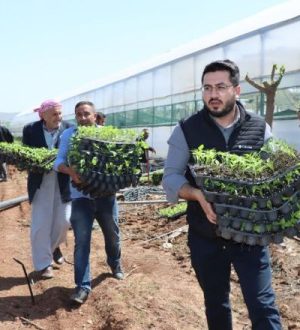 Büyükşehir’den üreticiye can suyu! Tam 1 milyon adet dağıtıldı