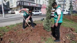 Haliliye’de yaz öncesi hummalı çalışma