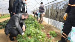 Belediyenin kurduğu seralarda yetişen sebzeler ihtiyaç sahiplerine ulaştırılıyor