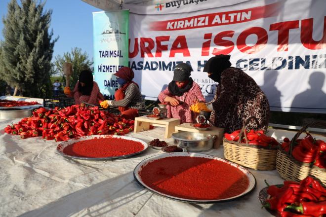  “KIRMIZI ALTIN” URFA İSOTUNDA HASAT ZAMANI