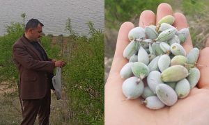 Bozova’da Olgunlaşan Bademler Vatandaşların İlgi Odağı Oldu