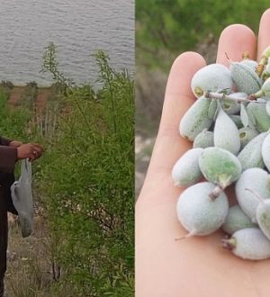 Bozova’da Olgunlaşan Bademler Vatandaşların İlgi Odağı Oldu