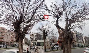 Şanlıurfa Karaköprü’de Aşılı Akasya Ağaçları Tek Tek Kuruyor!