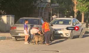 Şanlıurfa’da Çocuklar Sokak Köpekleriyle Tehlikeli Oyunlar Oynadı