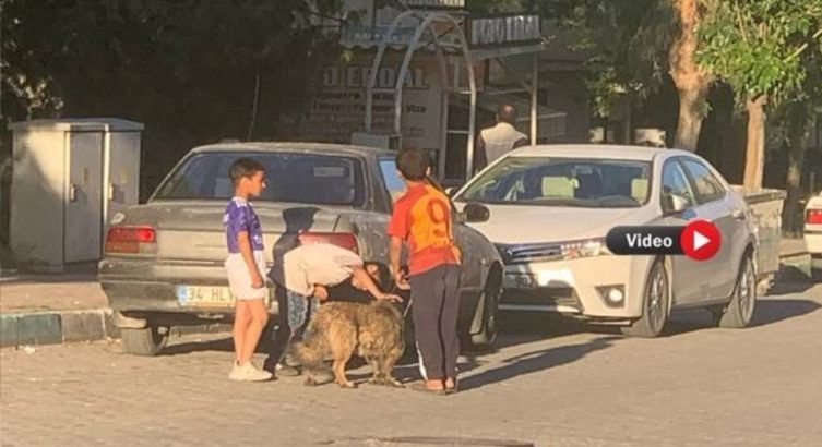  Şanlıurfa’da Çocuklar Sokak Köpekleriyle Tehlikeli Oyunlar Oynadı