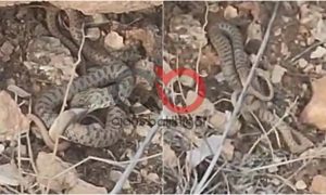 Bozova’da Tarlada Ender Anlar: Yılan, Yılanı Yuttu