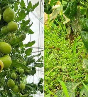 Domates Tarlalarında Alarm: Şanlıurfa’da Hastalık ve Zararlılar Artışta