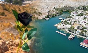 Halfeti’de Kara Gül Hasadı Başladı