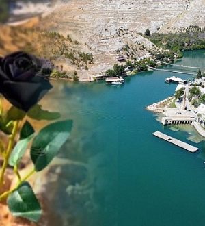 Halfeti’de Kara Gül Hasadı Başladı