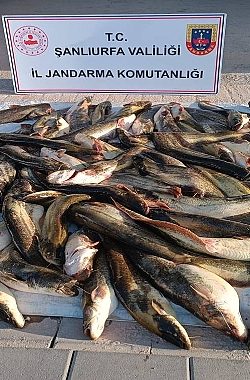 Hilvan’da Kaçak Balık Operasyonu: Yüklü Miktarda Av Ele Geçirildi