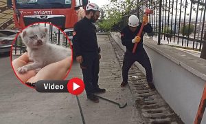 Karaköprü’de İtfaiye Ekipleri Mazgala Düşen Yavru Kediyi Kurtardı