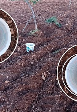 Şanlıurfa’da Çiftçi, Haşerelere Karşı Doğal Tuzak Yöntemi Kullanıyor