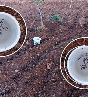 Şanlıurfa’da Çiftçi, Haşerelere Karşı Doğal Tuzak Yöntemi Kullanıyor