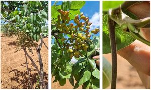 Şanlıurfa’da Fıstık ve Zeytin Bahçelerinde Başarılı Müdahale