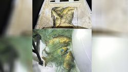 Şanlıurfa’da Kaçak Balık Avcıları Suçüstü Yakalandı!