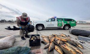 Şanlıurfa’da Kaçak Balık Avına Geçit Yok: Rekor Ceza!