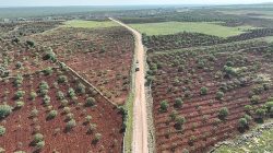 Şanlıurfa’da Kırsal Yollar Yenileniyor