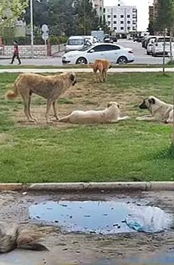 Şanlıurfa’da Sokak Köpekleri Tehlike Saçıyor: Vatandaşlar Tedirgin!