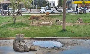 Şanlıurfa’da Sokak Köpekleri Tehlike Saçıyor: Vatandaşlar Tedirgin!