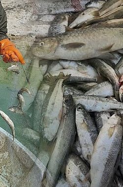 Şanlıurfa’da Su Ürünleri Av Yasağı Başladı