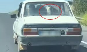 Şanlıurfa’da Toros ile Hayvan Taşıyan Vatandaş Sosyal Medyada Gündem Oldu